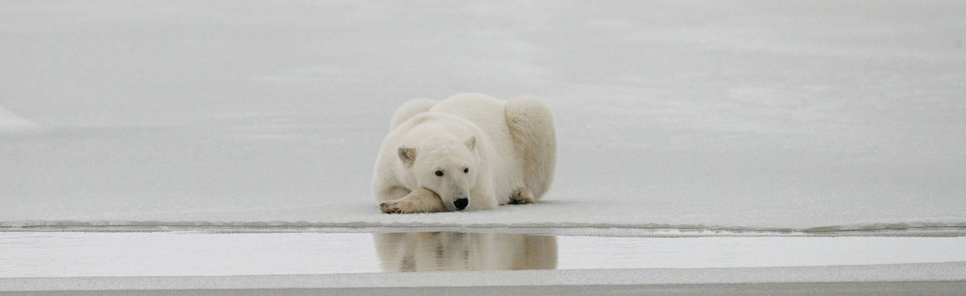 el oso polar